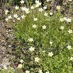 Saxifraga aspera Flower