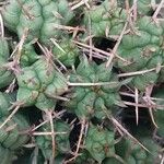 Euphorbia mammillaris Leaf
