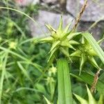 Carex grayi Fruit