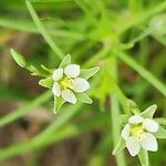 Spergularia flaccida Blodyn