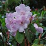 Rhododendron vernicosum Fiore