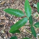 Desmodium paniculatum Leaf