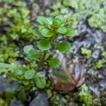 Lythrum portula Leaf