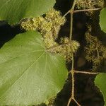 Vitis tiliifolia List