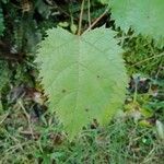 Aristotelia serrata Leaf