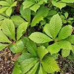 Rodgersia aesculifolia Foglia