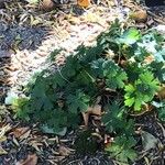 Geranium asphodeloides 葉