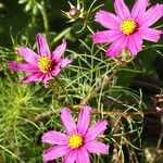 Cosmos bipinnatus Fula
