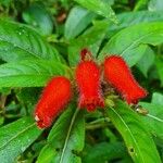 Kohleria tubiflora Flower