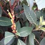 Sanchezia nobilis Flor