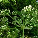 Thapsia nestleri Blüte