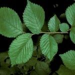 Ulmus glabra Blad