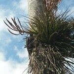 Tillandsia fasciculata ᱛᱟᱦᱮᱸ