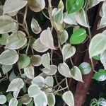 Peperomia scandens Leaf