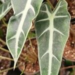 Alocasia longiloba Ліст