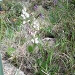 Polygala vulgaris Plante entière