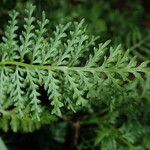 Asplenium theciferum Leaf