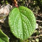 Salix reticulata Blatt