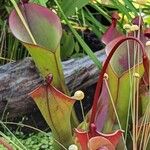 Heliamphora ionasi Лист