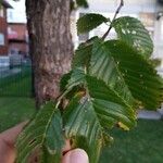 Ulmus americana Blad