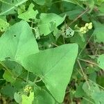 Persicaria perfoliata पत्ता