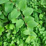 Smilax herbacea Levél