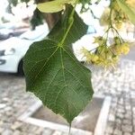 Tilia × euchlora Liść