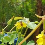 Oxalis megalorrhiza Hoja
