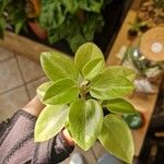 Peperomia serpens Folla