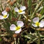 Baldellia ranunculoides Habitat