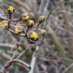 Cornus mas Flower