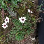 Potentilla coriandrifolia Habitus