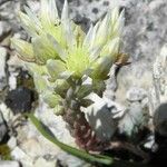 Sedum ochroleucum Flower