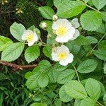 Rosa multiflora फूल