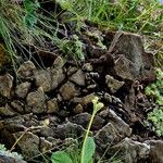 Primula auricula Habitus