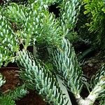 Abies koreana Blad