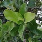 Curatella americana Fuelha