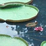 Victoria amazonica Habitat