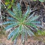 Ptilostemon casabonae Leaf