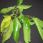 Nectandra purpurea Іншае