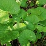 Centella asiatica Blad