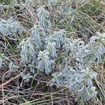 Mercurialis tomentosa Habit