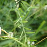 Vicia hirsuta برگ