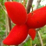 Cnestis ferruginea Fruit