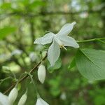 Halesia diptera Foglia