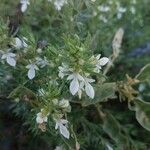 Teucrium cubense Fleur