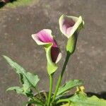 Zantedeschia albomaculata Flors