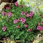 Vicia cusnae Habit