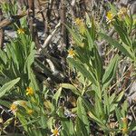 Trixis californica Hábito
