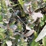 Hygrophila polysperma Leaf